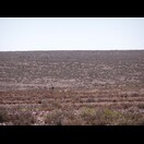 Der Emu fehlte uns noch in der Sammlung exotischer Vögel